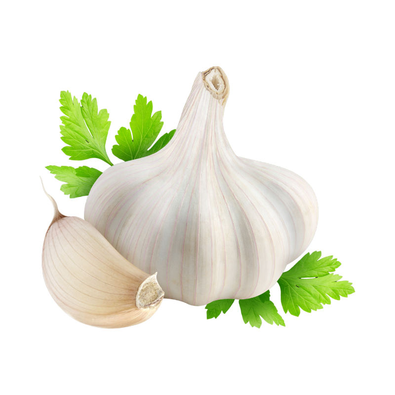 Vitlök